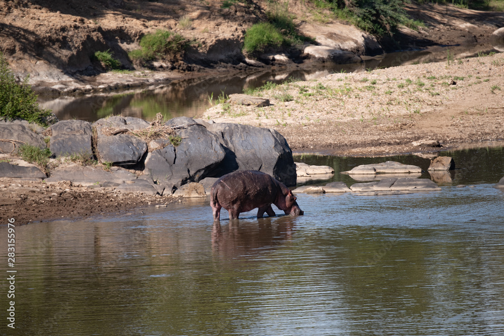 solitary hippo in Masai Mara river shallows solitary hippo in Masai Mara river shallows
