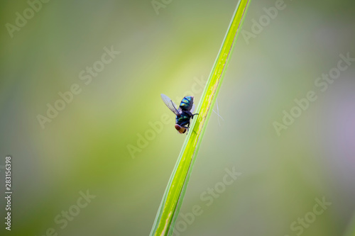 Macro pictures of flies And natural background