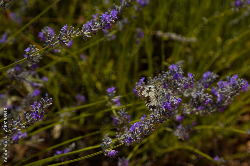 Lavender field in Brihuega, Guadalajara. Lavender field in Brihuega, Guadalajara.