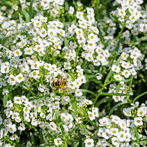 Blühender Duftsteinrich, Lobularia maritima photo