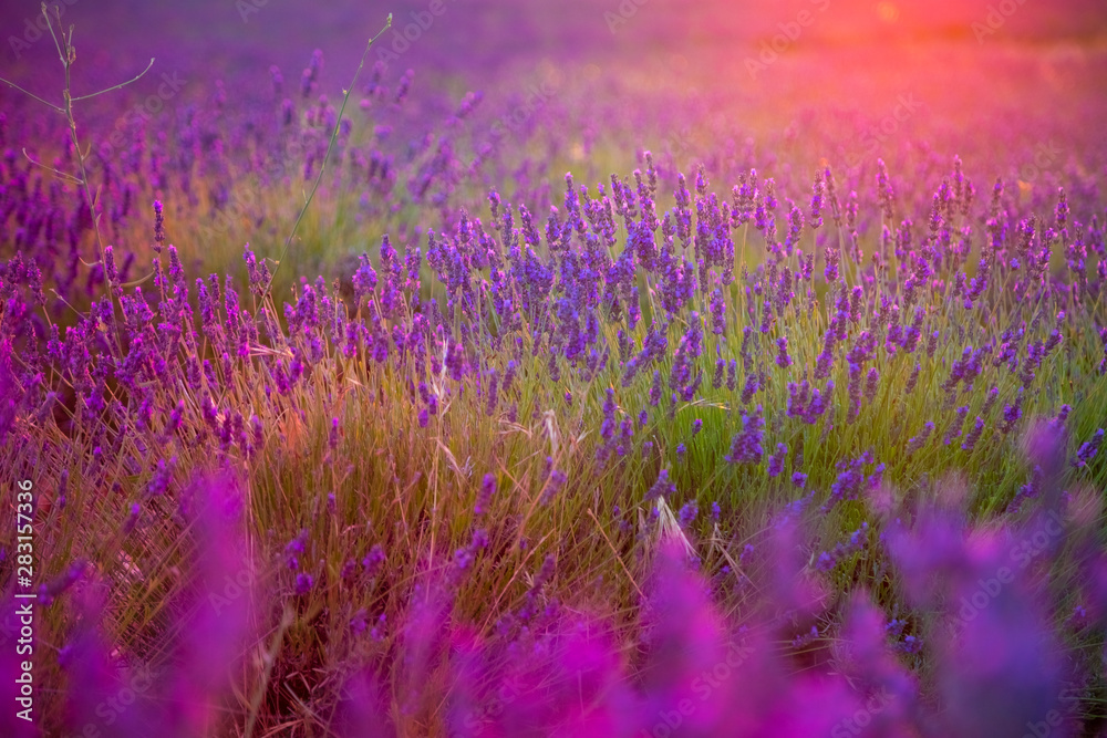 Naklejka premium Beautiful lavender field pink colored in sunset