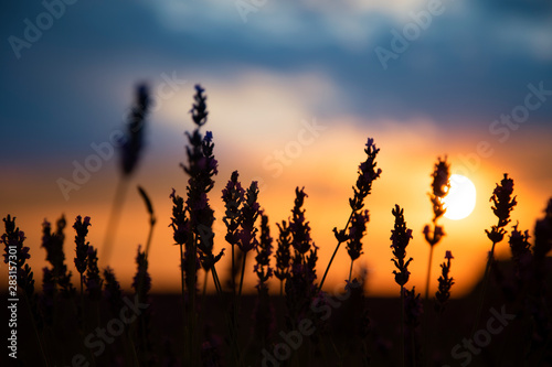 Silhouette in a lavender field in sunset