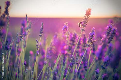 Fototapeta Naklejka Na Ścianę i Meble -  Beautiful lavender field pink colored in sunset