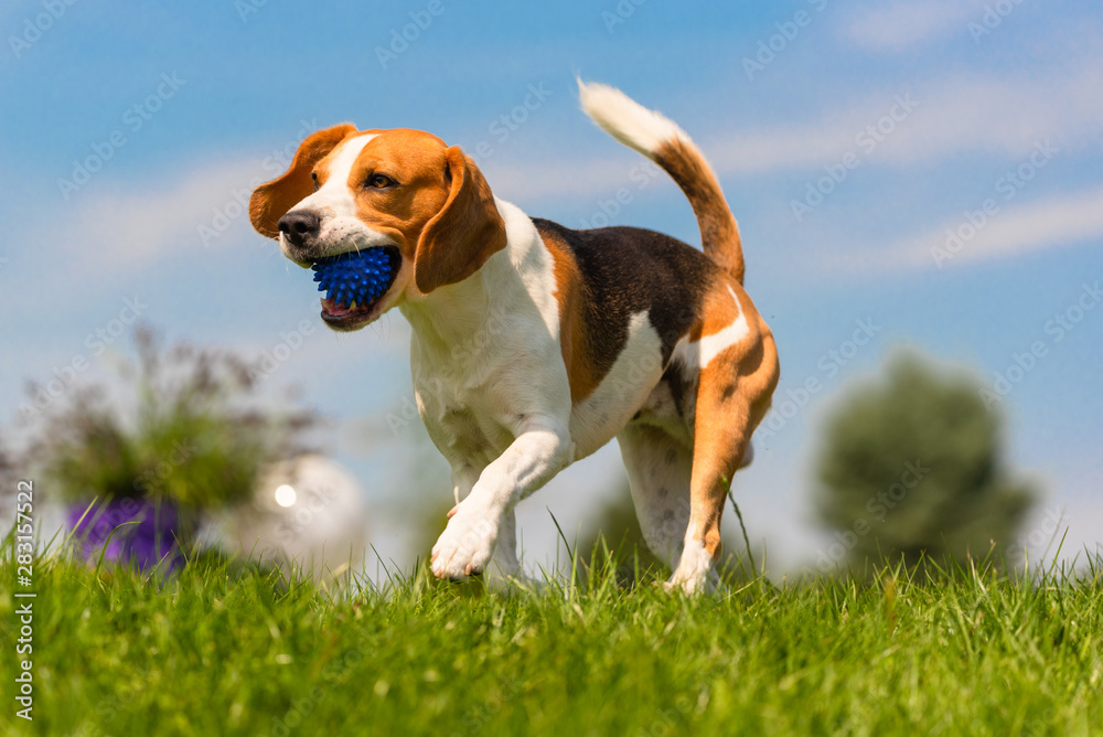 Beagle dog fun in garden outdoors run and jump with ball Beagle dog fun in garden outdoors run and jump with ball
