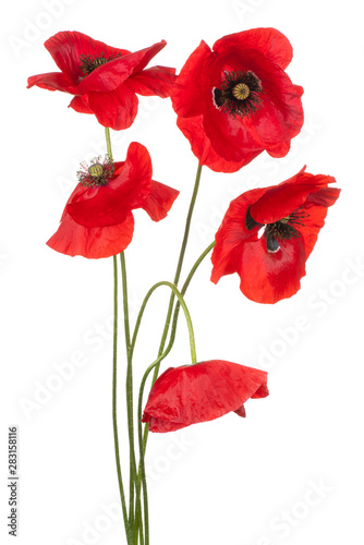 poppy flower isolated