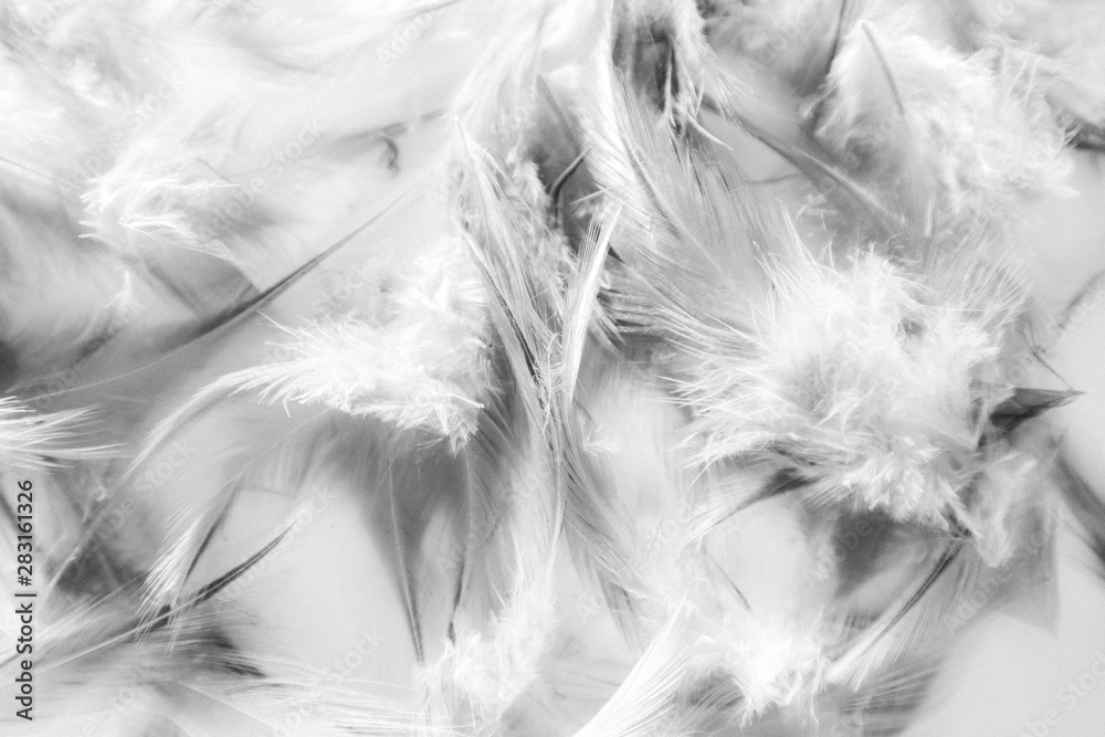 Beautiful abstract texture close up color black and white feathers background and wallpaper