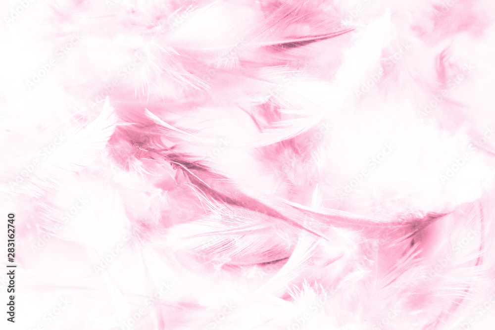 Beautiful abstract texture close up color white purple and pink feathers background and wallpaper Beautiful abstract texture close up color white purple and pink feathers background and wallpaper