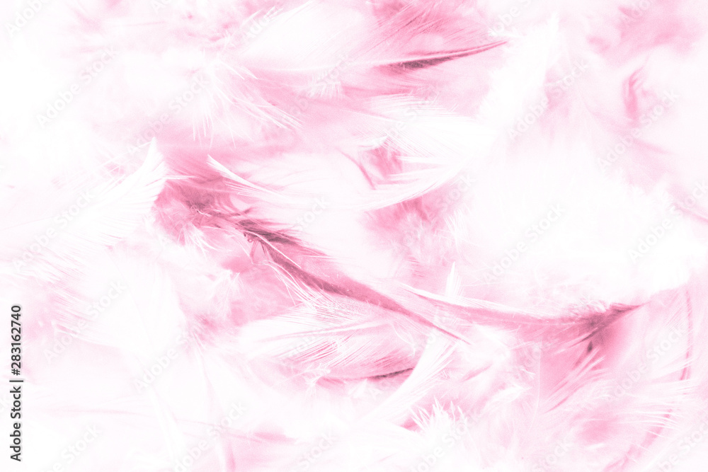 Beautiful abstract texture close up color white purple and pink feathers background and wallpaper