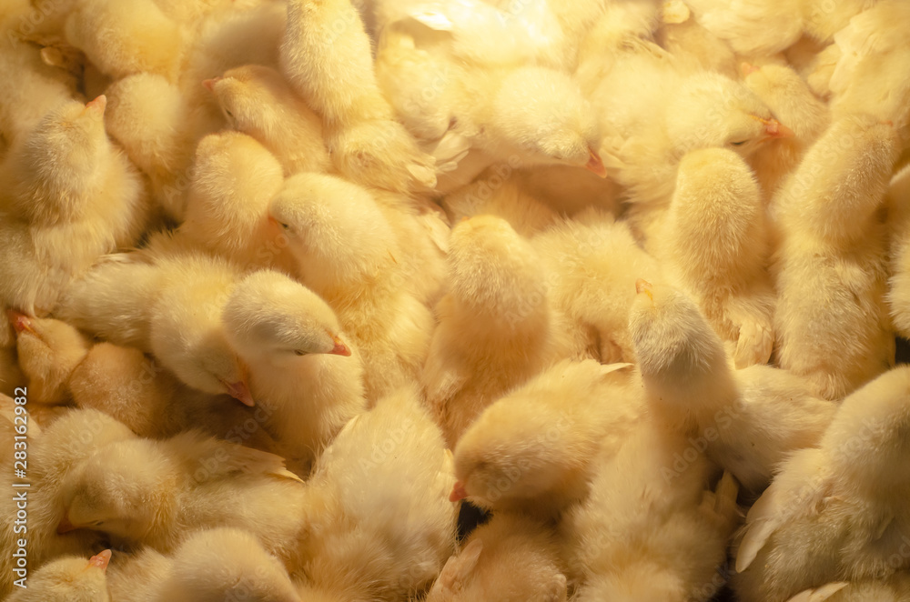 A newborn chicken is knocked out of an egg,brood of small chicks. Close up.Hatching Chick in a farm, Keeping chicks warm by poultry heat lamp. A newborn chicken is knocked out of an egg,brood of small chicks. Close up.Hatching Chick in a farm, Keeping chicks warm by poultry heat lamp.