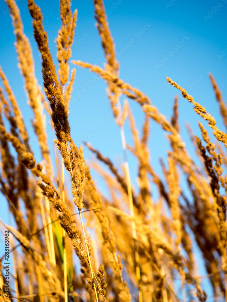 Fototapeta premium Kłosy zboża na tle błękitnego nieba