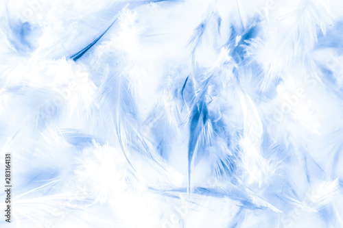 Beautiful abstract texture close up color white purple and blue feathers background and wallpaper