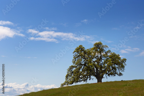 Single California oak tree on blue sky with white clouds background 