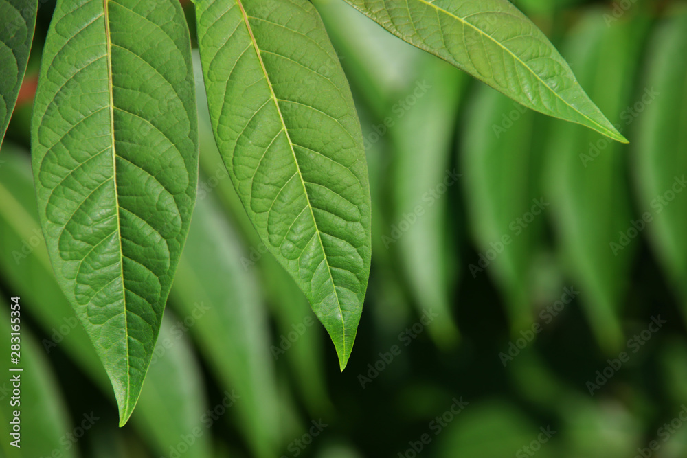 green leaves background green leaves background
