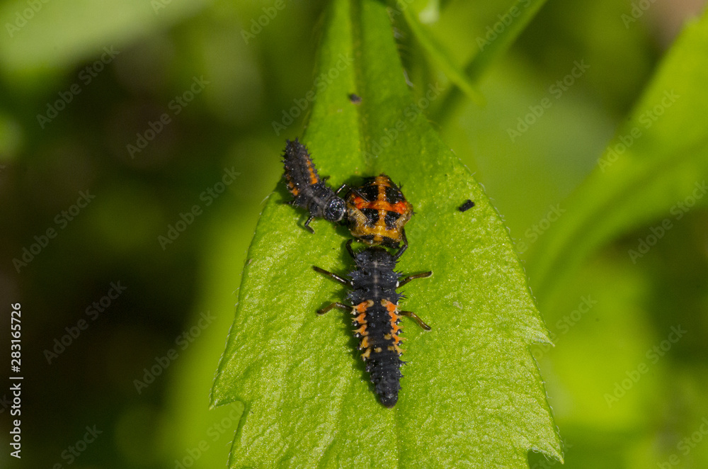 larva of ladybug on green leaf larva of ladybug on green leaf