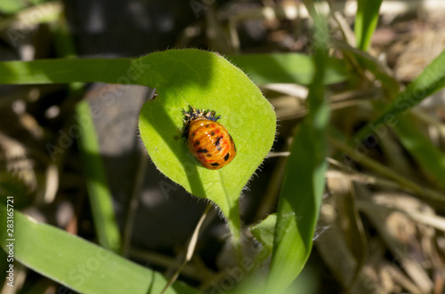 larva of ladybug on green leaf