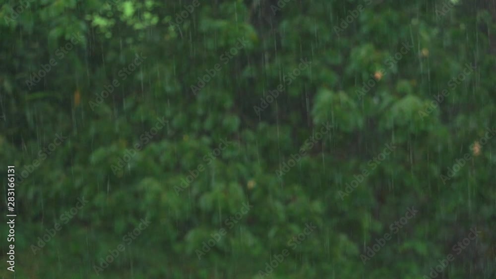 Rain against the background of green trees. Slow motion. Rain against the background of green trees. Slow motion.