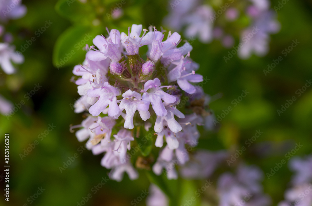 closeup of violet flower blossom closeup of violet flower blossom