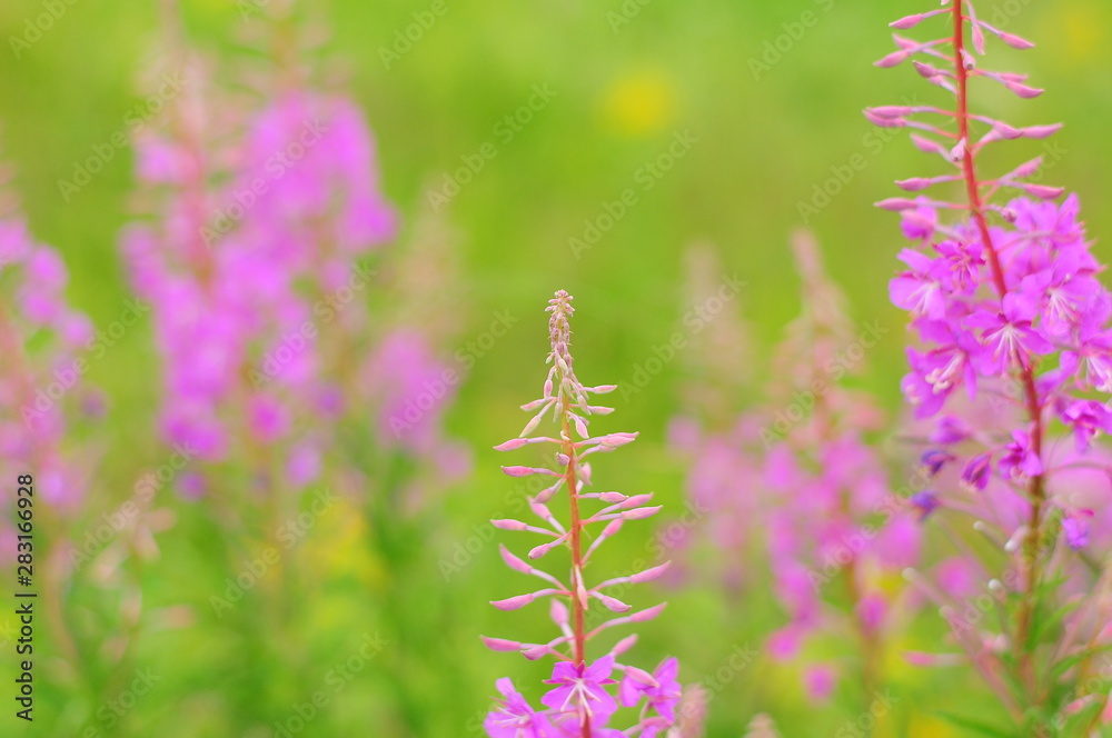 Obraz premium The tip of the narrow-leaved cypress bright summer day