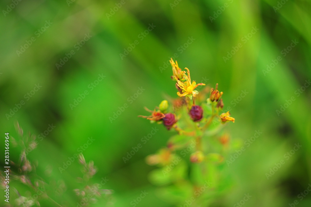 Top hypericum close-up, beautiful background blur Top hypericum close-up, beautiful background blur