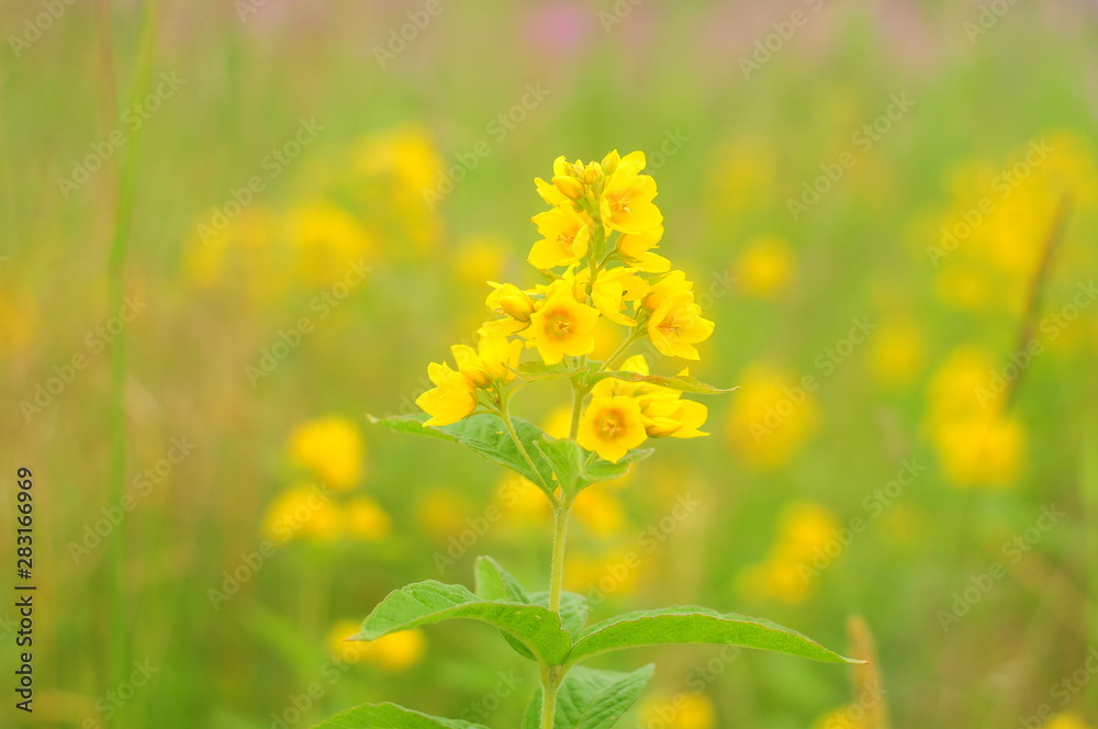 The top of the camel with bright yellow flowers, close-up The top of the camel with bright yellow flowers, close-up