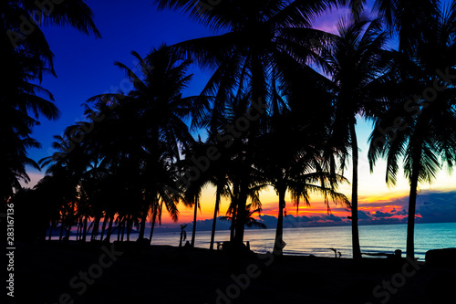 Silhouette coconut at the beach Ban Krut