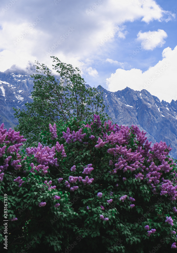 pink flowers on the background of mountains, lilac, lilac blooms, lilac in may on the background of mountains, beautiful nature