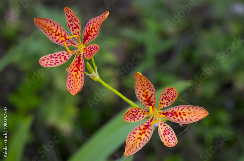 Blackberry lily blossom