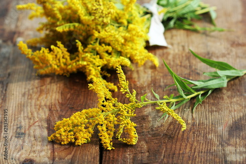 Bunch of yellow Solidago Goldenmosa or Goldenrod on wooden background photo