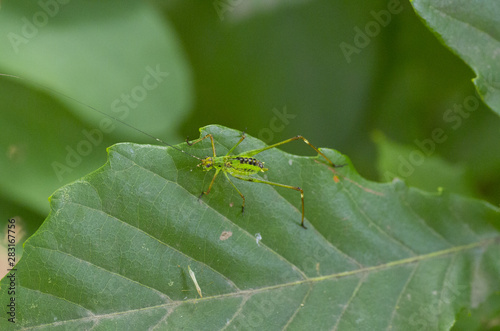 little grasshopper  on a green leaf © Hakgoo