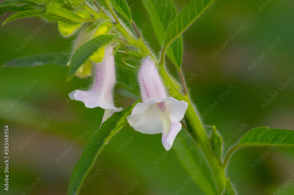 white pink sesame flower blossom white pink sesame flower blossom
