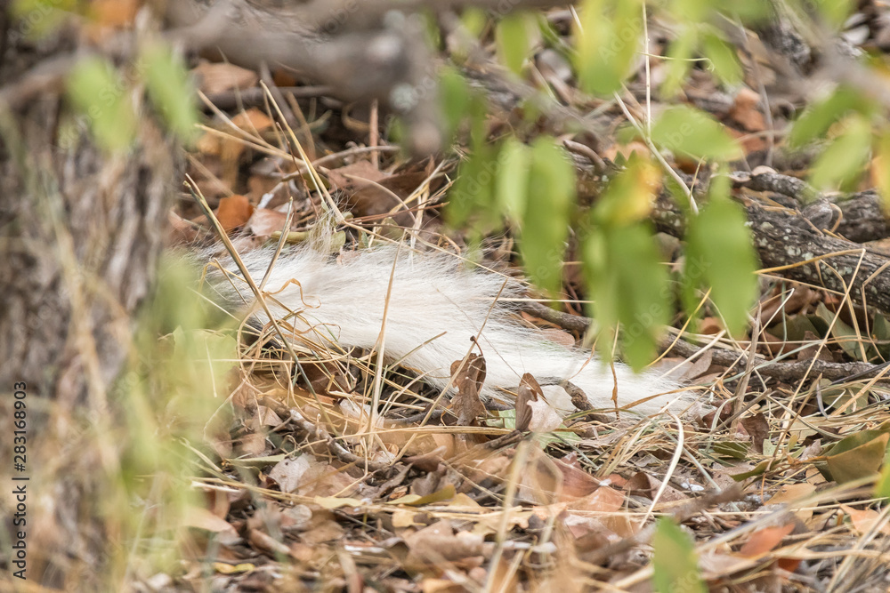 Close-up of tail of hiding wild dog, Lycaon Pictus