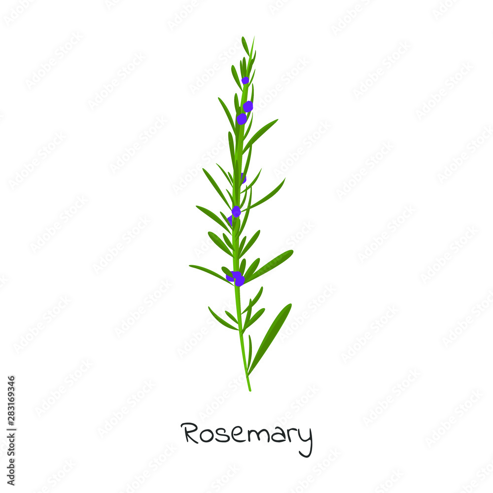 Rosemary herb isolated vector illustration.