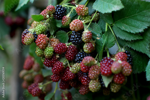  Multi-colored ripening blackberries on a bush