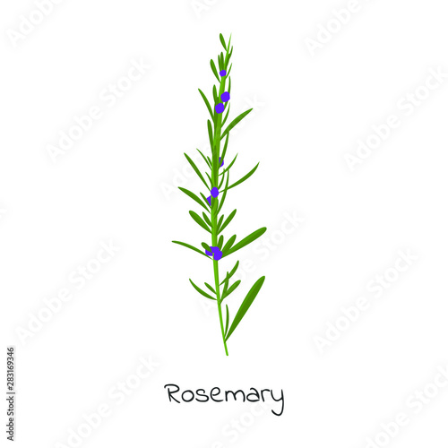 Rosemary herb isolated vector illustration.