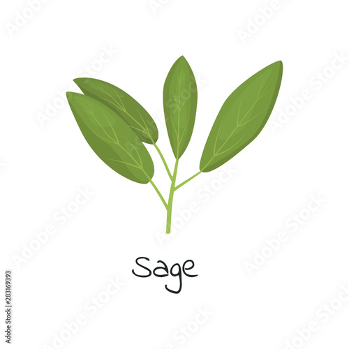 Sage herb isolated vector illustration.