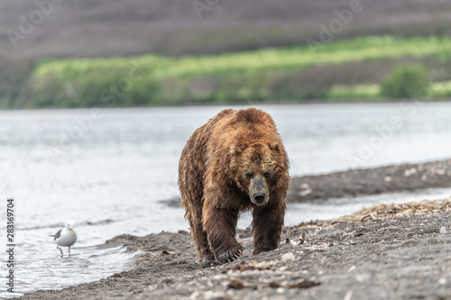 Ruling the landscape  brown bears of Kamchatka  Ursus arctos beringianus 