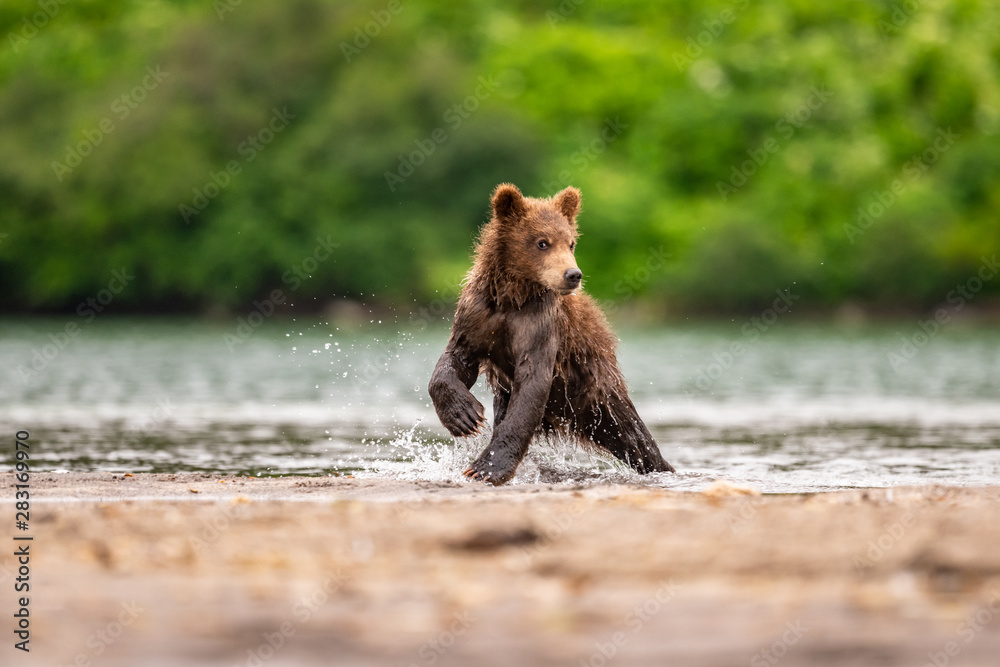 Obraz premium Ruling the landscape, brown bears of Kamchatka (Ursus arctos beringianus)