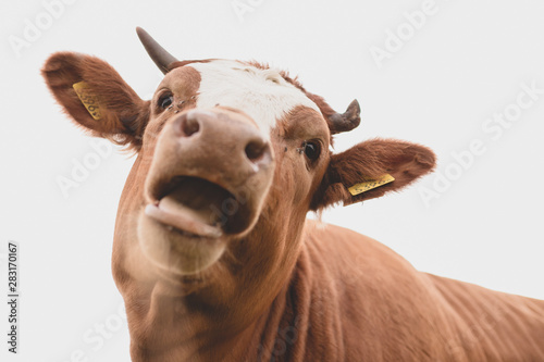 Krowa photo