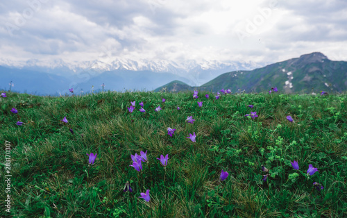 Wild lilac small wildflowers in a meadow against the backdrop of snow-capped mountains. Georgia, Svaneti.