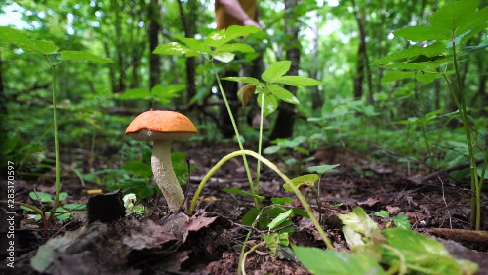 Picking mushrooms in the forest Picking mushrooms in the forest