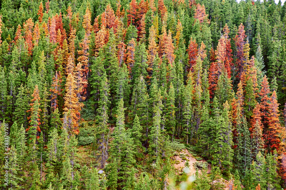 Canadian forest in Jasper national Park Canadian forest in Jasper national Park