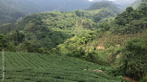 Wallpaper Mural Wide panning shot of high altitude oolong tea plantation in Alishan mountain, Taiwan Torontodigital.ca