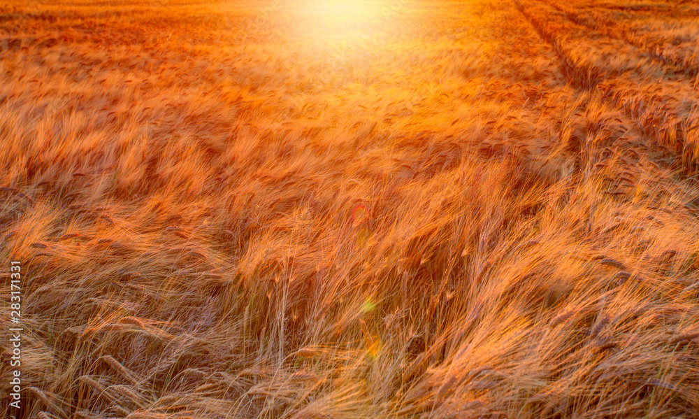 Fototapeta Beautiful landscape of sunset over wheat field at summer - Golden wheat in the field at sunset light.