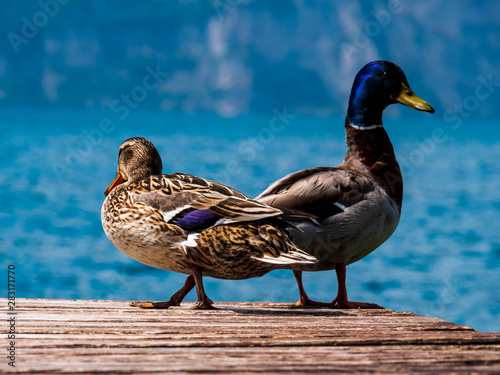 Ducks as a couple at a pier landing zone protecting each other photo