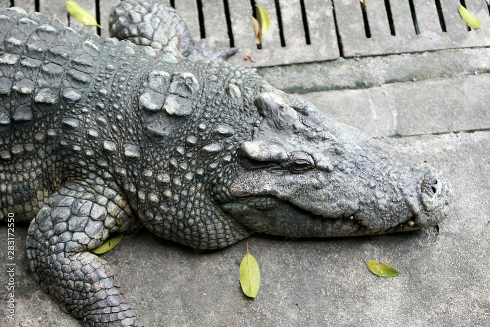 Fototapeta premium Big crocodile on the farm , Thailand