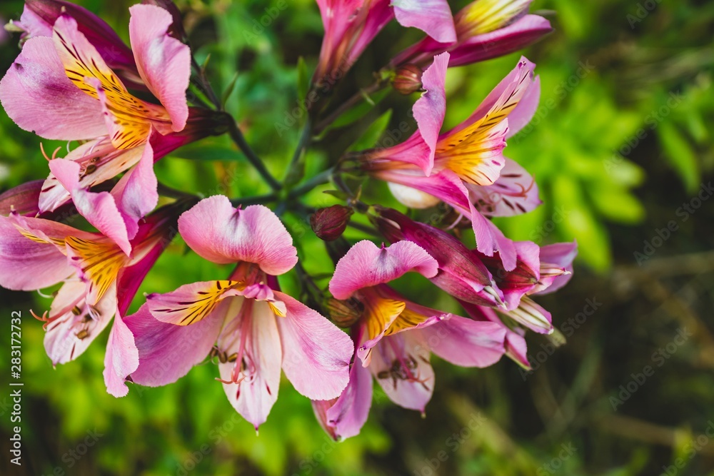 Close up pink flowers on natural light. Summer day in Europe, Portugal. Close up pink flowers on natural light. Summer day in Europe, Portugal.
