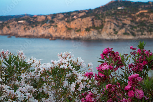 Beautiful flowers and sea landscape of Santa Teresa di Gallura, Sardinia