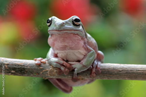 frog sitting on branch, green tree frog