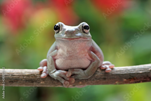 Obraz na plátne frog sitting on branch, green tree frog