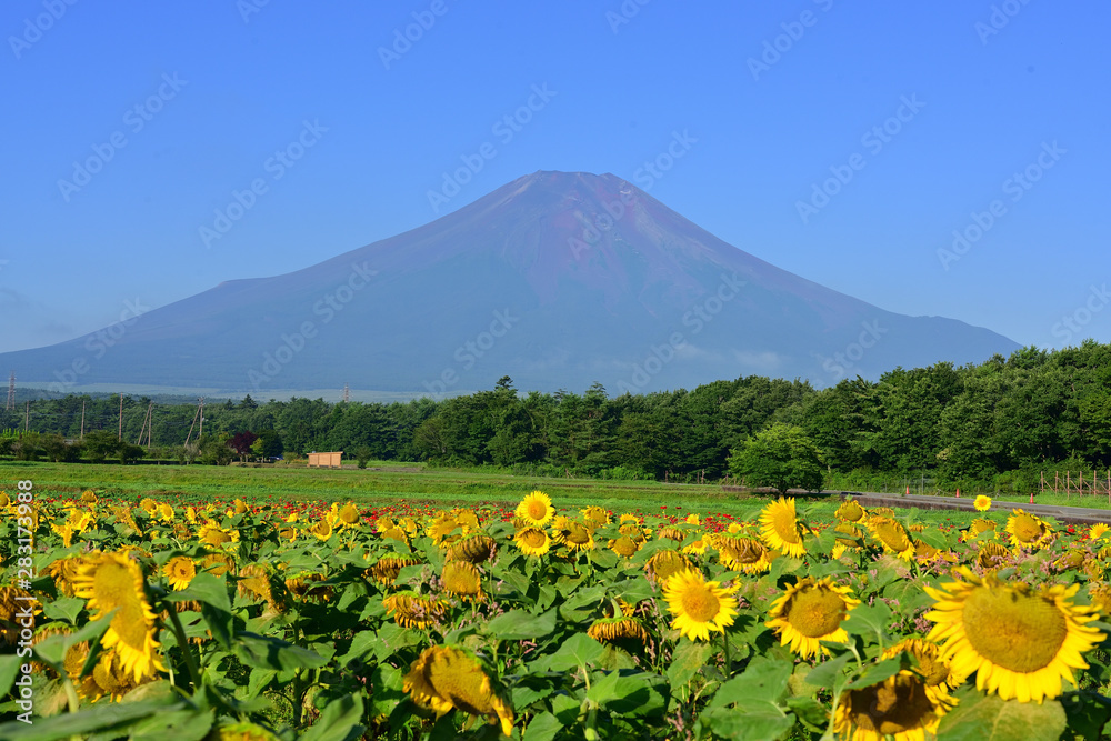 Mt.Fuji and Sunflower field